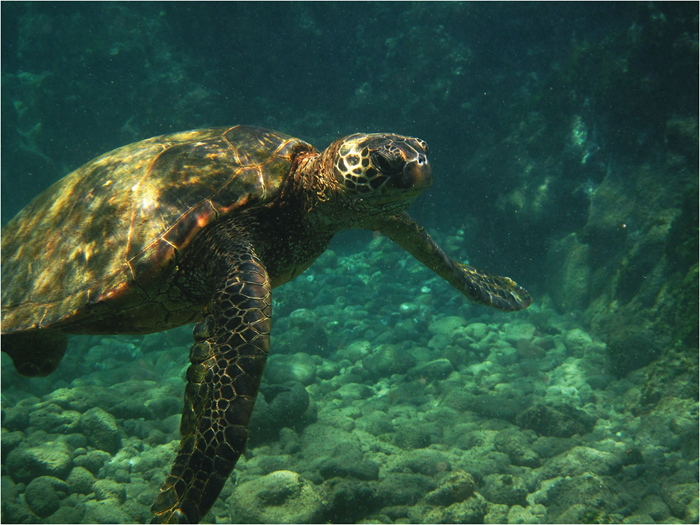 Green Sea Turtle