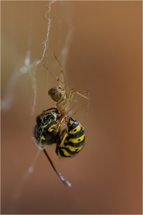 wasp spider battle